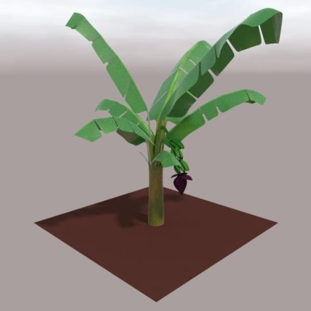Banana plant preview image 1
